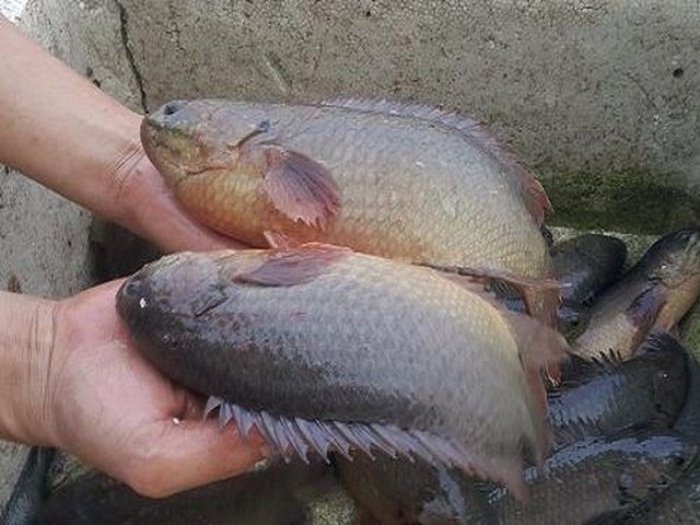 Giấc mơ này cho thấy chủ nhân mộng đang cảm thấy hạnh phúc và thỏa mãn với những gì đang có