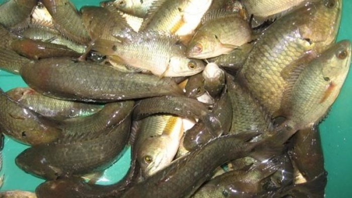 Mơ thấy bắt được nhiều cá rô đồng