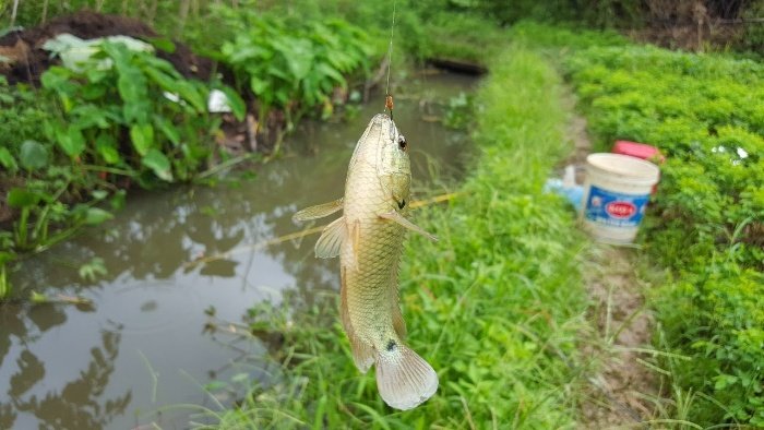 Nằm mộng thấy mình đang câu cá rô đánh số đề 70 - 07