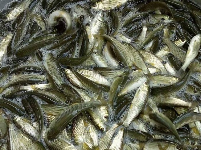 Mộng thấy cá trắm con: Chốt ngay cặp lô xiên 28 - 17