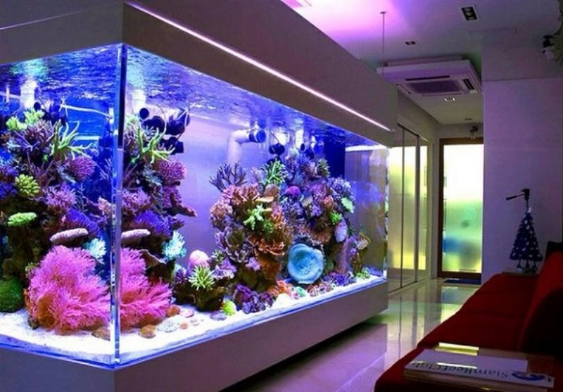 Hồ cá lớn có thể được bố trí trong nhà hay trong khuôn viên nhà với mục đích là trang trí